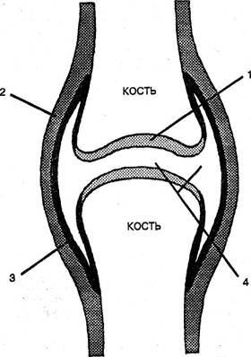 строение сустава