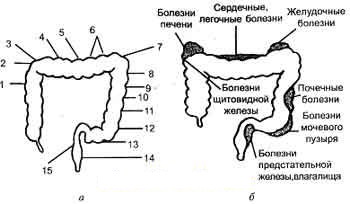 стимулирующая система толстого кишечника