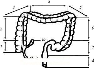 Отделы толстой кишки